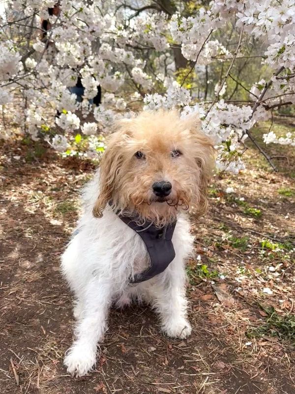 The real Archie under cherry blossoms